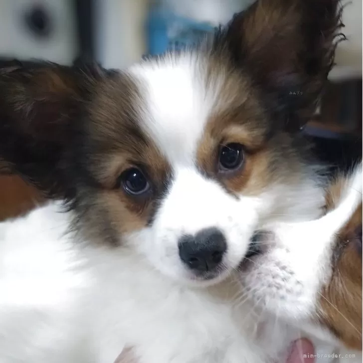 ID：2506-03707の子犬