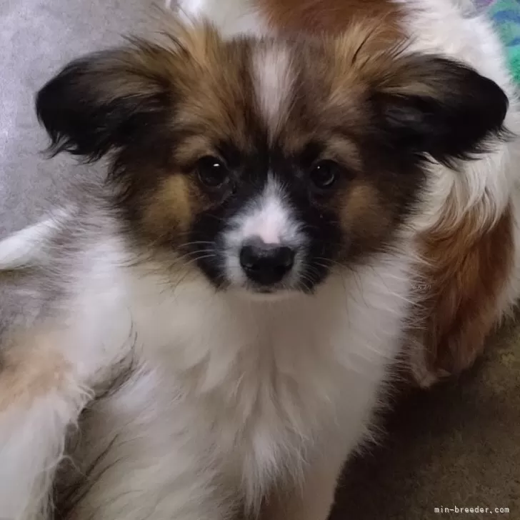 ID：2411-05893の子犬