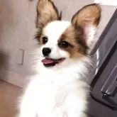 パピヨン