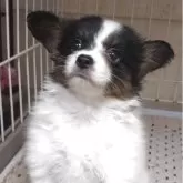 パピヨン