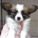 パピヨン