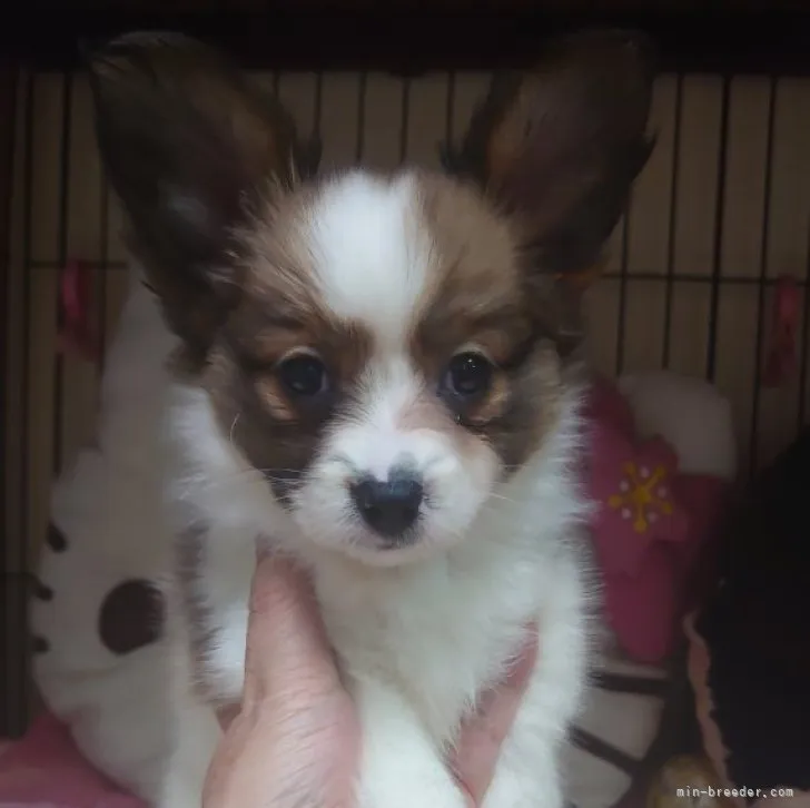 ID:2303-02154の子犬