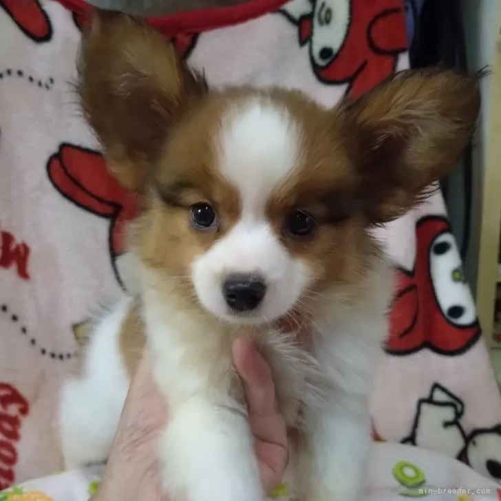 ID：2410-01079の子犬