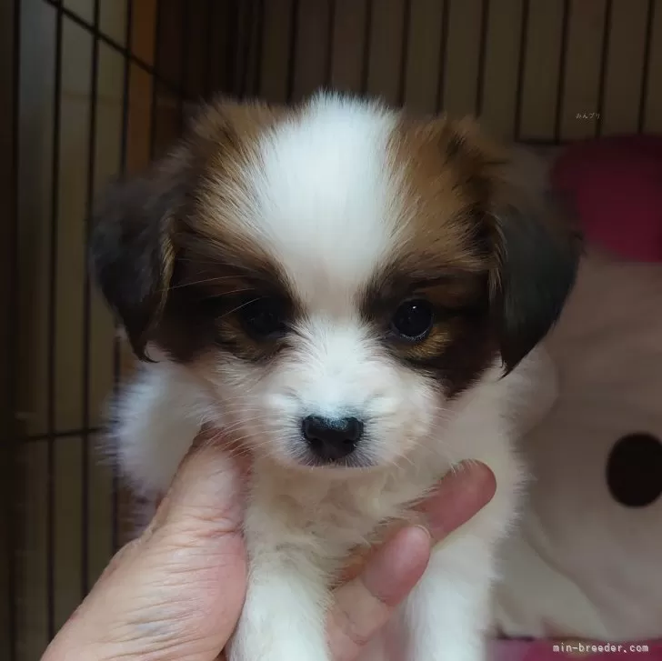 C.O 様のお迎えした子犬