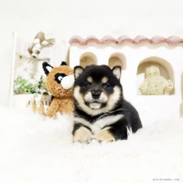 ID:2503-01048の子犬