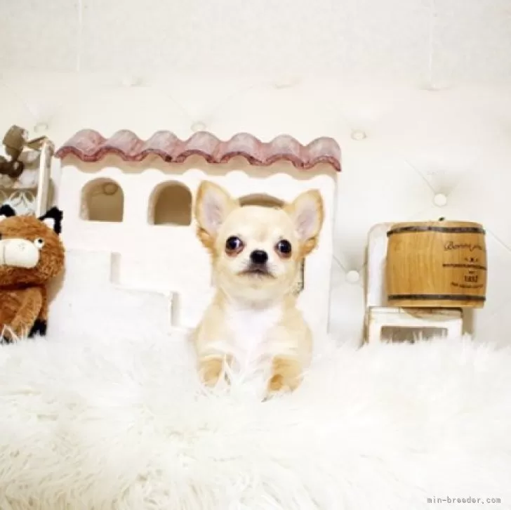 ID:2501-00835の子犬