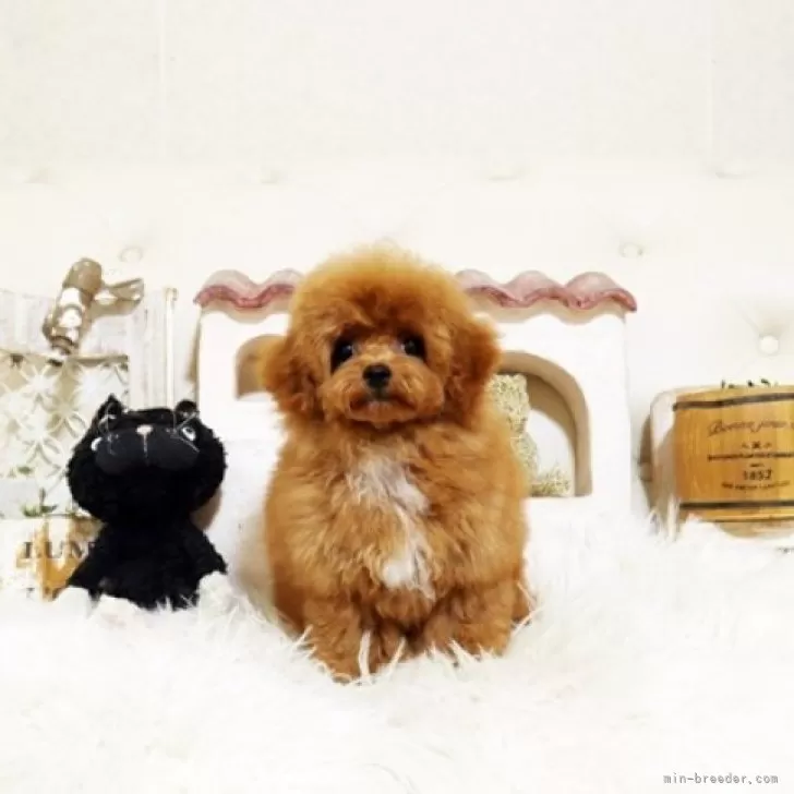 ID:2508-08404の子犬