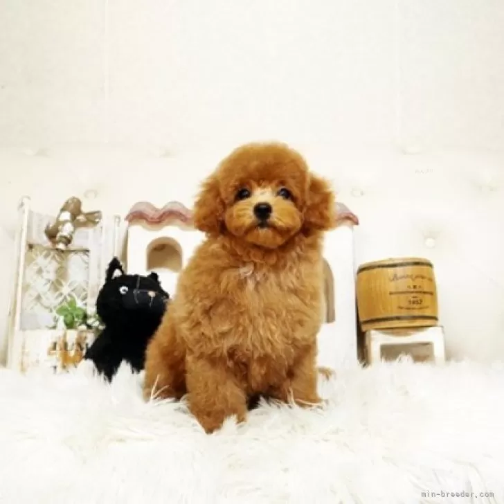 ID：2509-04473の子犬