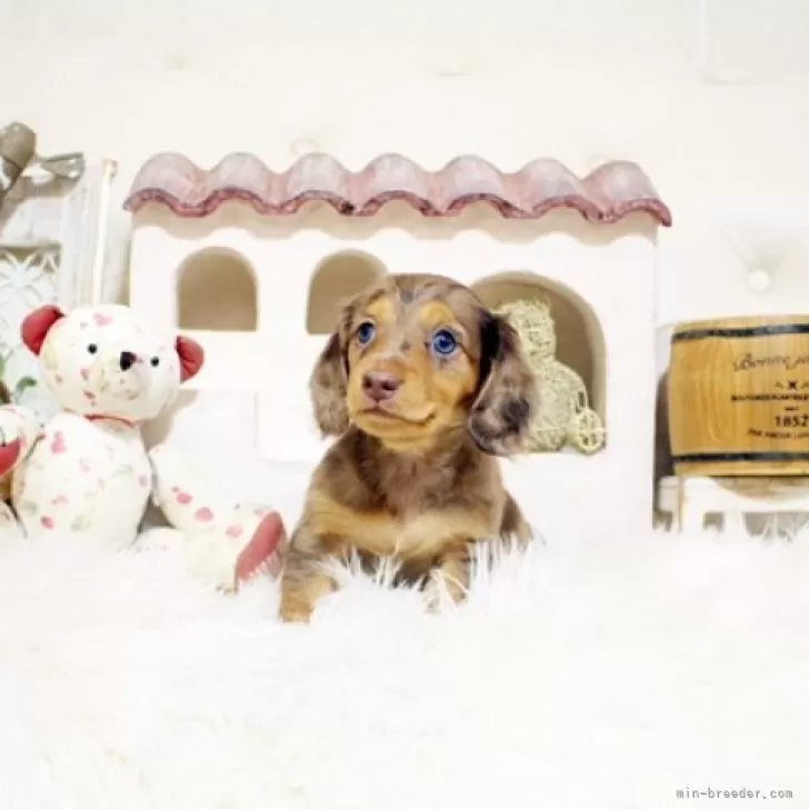 ID：2411-02595の子犬