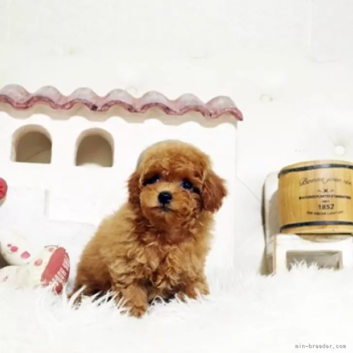 N.K 様のお迎えした子犬