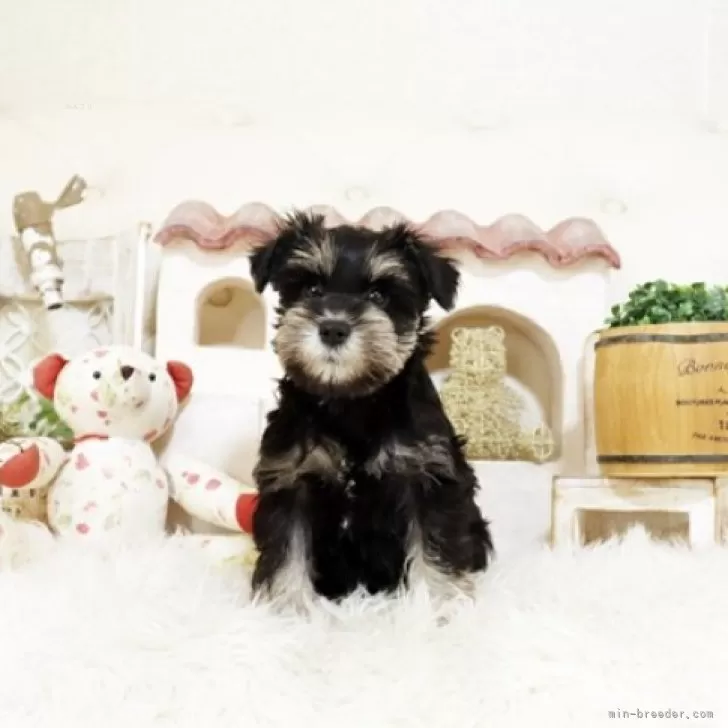 ID：2505-03873の子犬