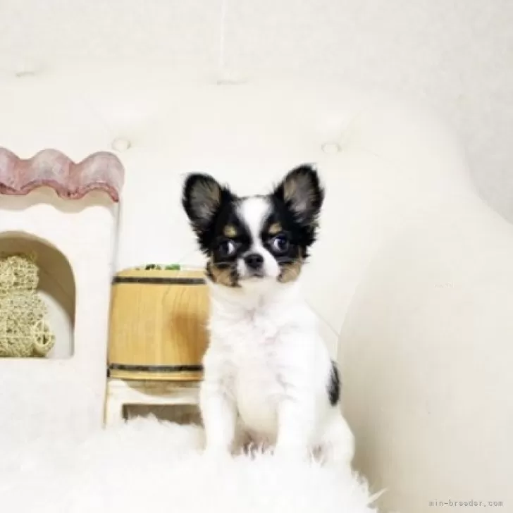 ID:2412-00317の子犬