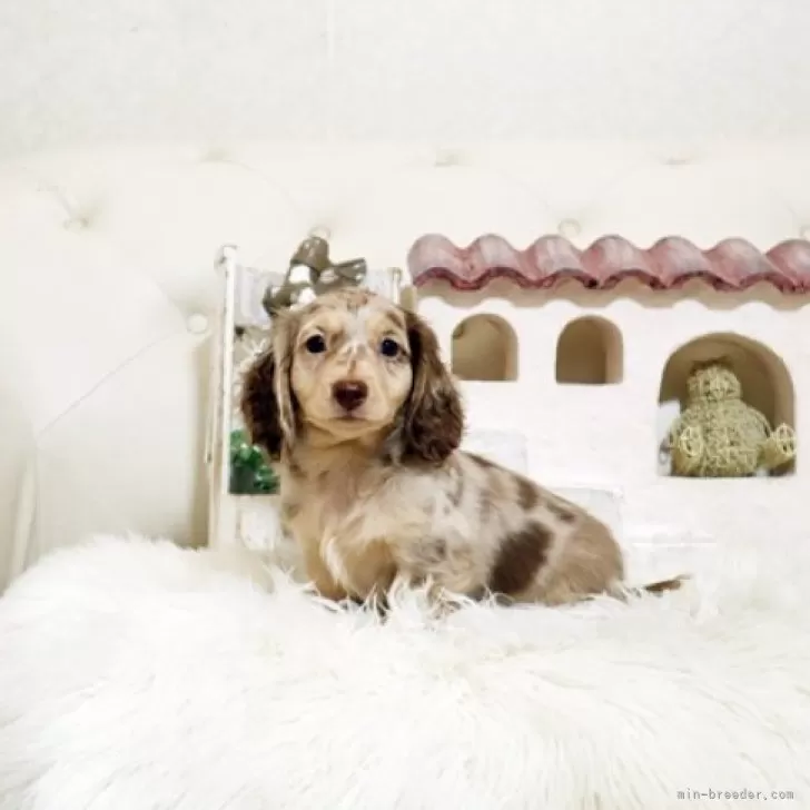 ID：2503-02596の子犬