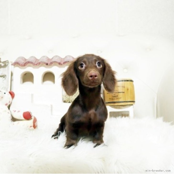 ブリーダー画像