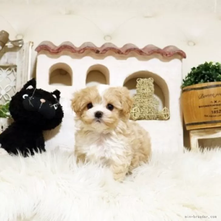 ID：2601-00888の子犬