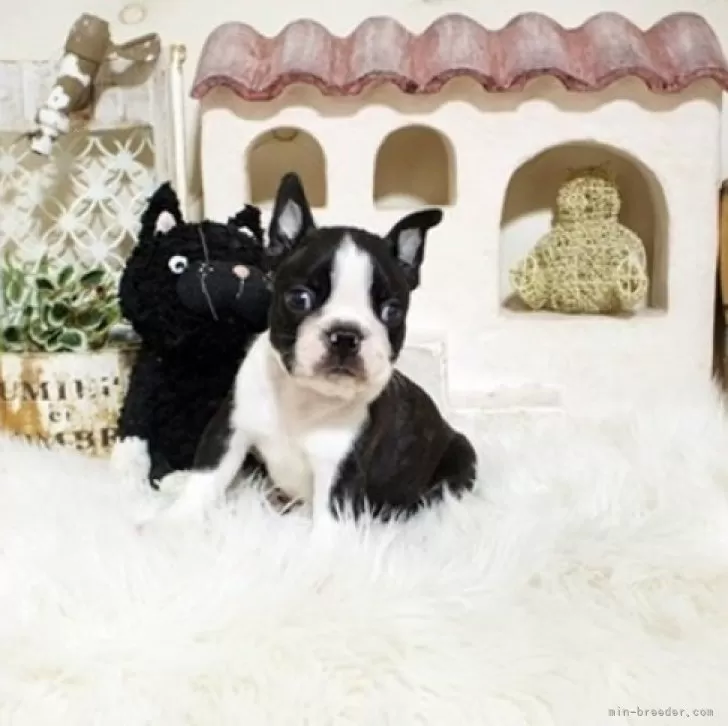 ID：2411-06173の子犬