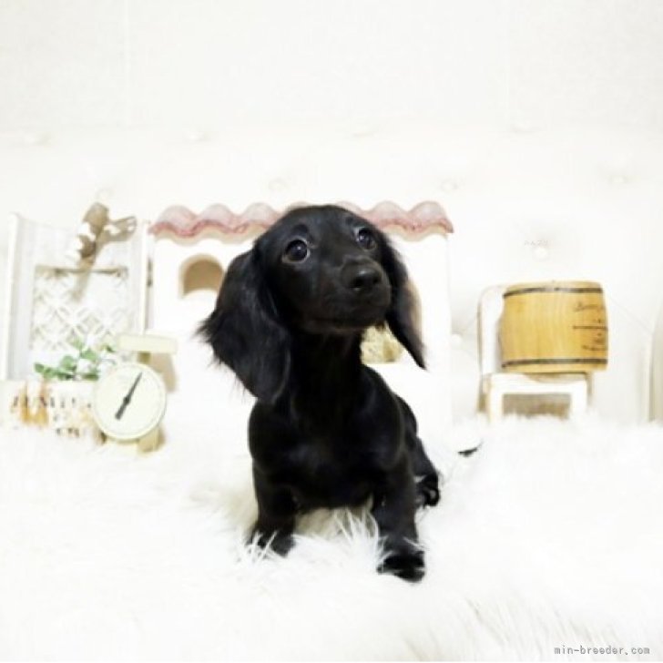 ブリーダー画像