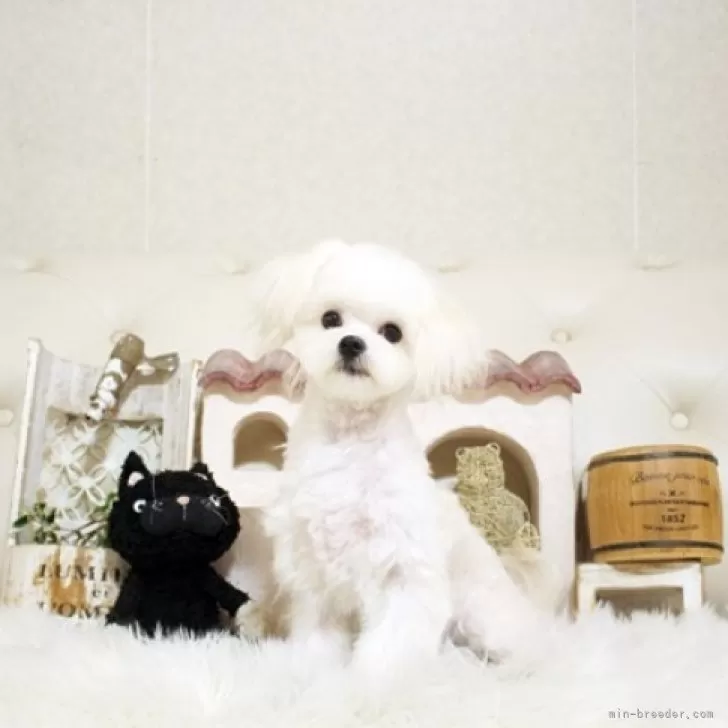 ID:2408-06411の子犬