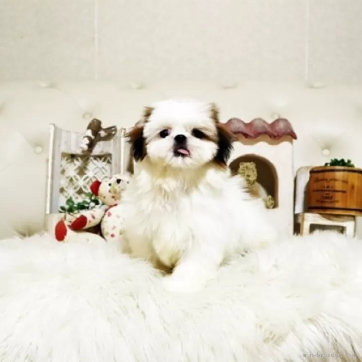 シーズー【佐賀県・女の子・2025年8月25日・ホワイト&amp;ゴールド】の写真1