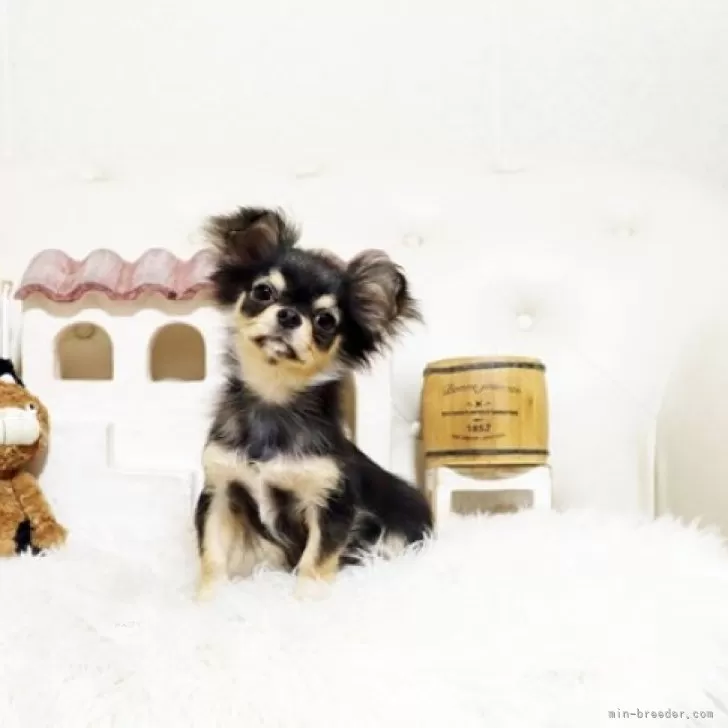 ID:2412-07626の子犬
