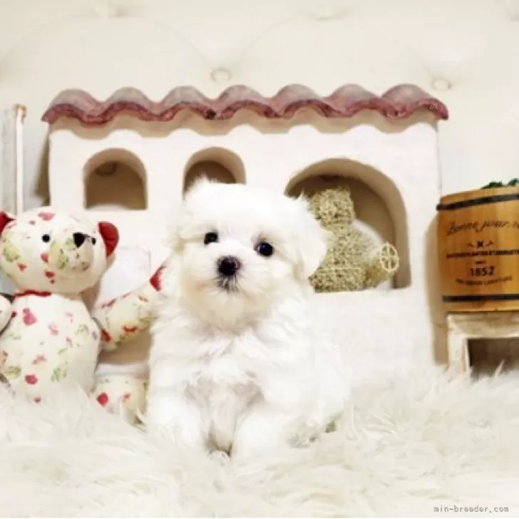 ID:2507-06460の子犬