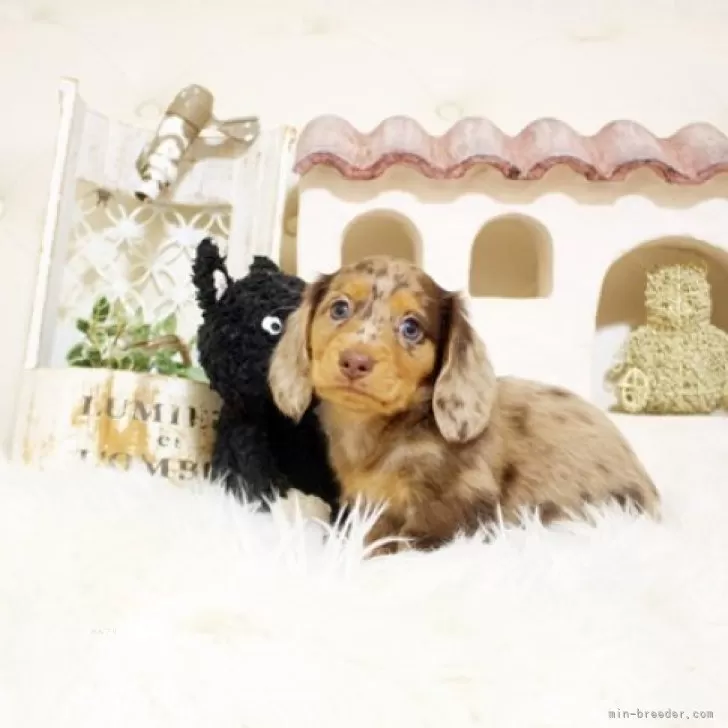 ID:2411-02591の子犬