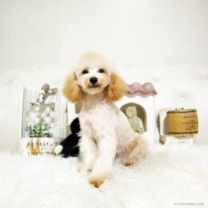 ID：2412-07617の子犬
