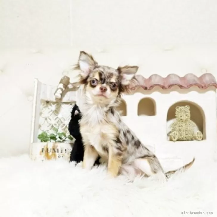 ID：2508-08355の子犬