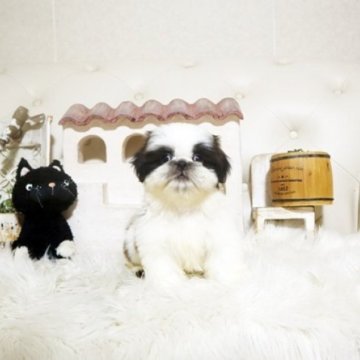 シーズー【佐賀県・女の子・2025年8月25日・ホワイト&ブラック】の写真「可愛いシーズーちゃん♪」