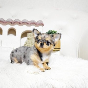 チワワ(ロング)【佐賀県・女の子・2026年1月30日・ブルーマール】の写真「可愛いチワワちゃん♪」