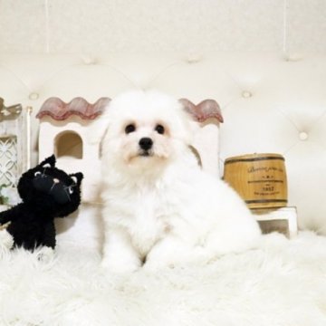 ビションフリーゼ【佐賀県・男の子・2025年1月21日・ホワイト】の写真「元気なビションちゃん♪」