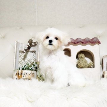 マルチーズ【佐賀県・男の子・2025年6月11日・ホワイト】の写真「可愛いマルちゃん♪」
