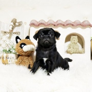 パグ【佐賀県・男の子・2025年10月5日・ブラック】の写真「ぶさかわパグちゃん♪」