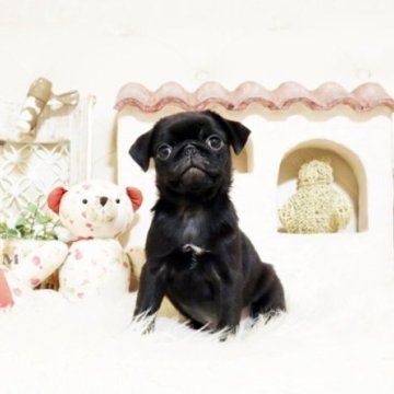 パグ【佐賀県・女の子・2025年10月5日・ブラック】の写真「ぶさかわパグちゃん♪」