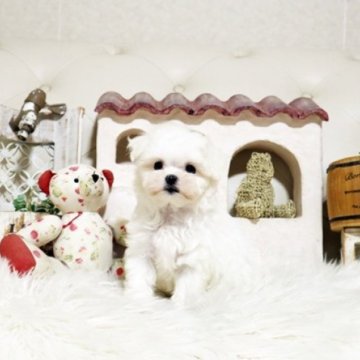 マルチーズ【佐賀県・女の子・2025年9月5日・ホワイト】の写真「可愛いマルちゃん♪」