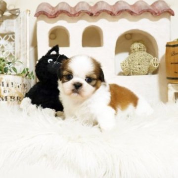 シーズー【佐賀県・男の子・2025年5月23日・ゴールド&ホワイト】の写真「可愛いシーズーちゃん♪」
