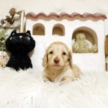 ミニチュアダックスフンド(ロング)【佐賀県・男の子・2025年6月10日・イエロー】の写真「可愛いダックスちゃん♪」