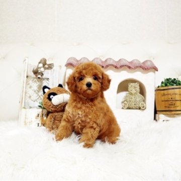 トイプードル(トイ)【佐賀県・男の子・2025年7月24日・レッド】の写真「可愛いプーちゃん♪」