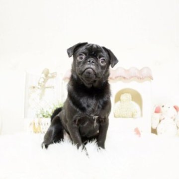 パグ【佐賀県・女の子・2024年8月1日・ブラック】の写真「ぶさかわパグちゃん♪」