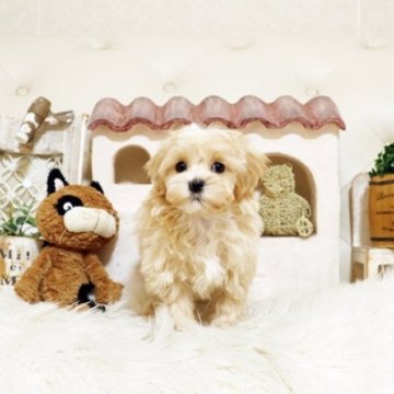 マルプー(トイプードル×マルチーズ)【佐賀県・女の子・2025年10月8日・アプリコット】の写真「可愛いマルプーちゃん♪」