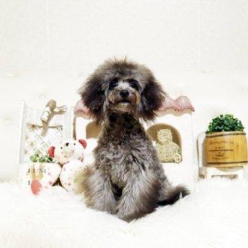 トイプードル(トイ)【佐賀県・女の子・2025年6月22日・シルバー】の写真「可愛いプーちゃん♪」