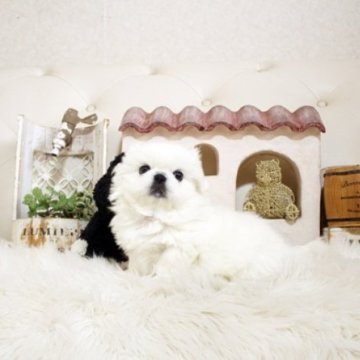 ペキニーズ【佐賀県・男の子・2024年11月19日・ホワイト】の写真「可愛いペキちゃん♪」