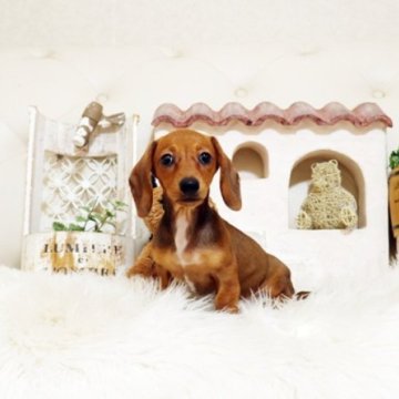 ミニチュアダックスフンド(スムース)【佐賀県・女の子・2025年8月27日・セーデットレッド】の写真「可愛いダックスちゃん♪」