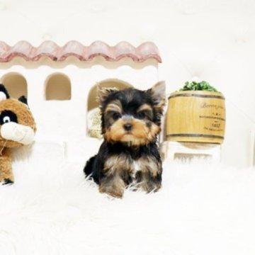 ヨークシャーテリア【佐賀県・男の子・2025年9月18日・スティールブルー&タン】の写真「可愛いヨーキーちゃん♪」