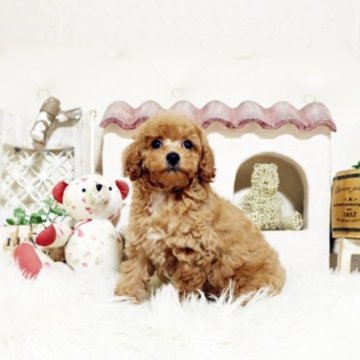 トイプードル(トイ)【佐賀県・女の子・2025年9月20日・レッド】の写真「可愛いプーちゃん♪」