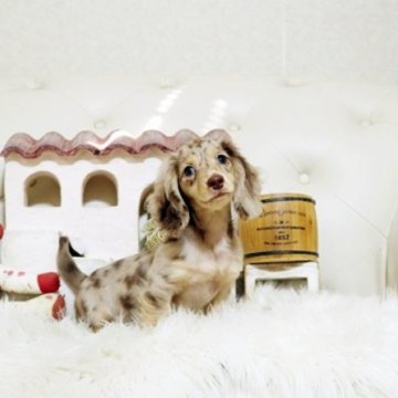 ミニチュアダックスフンド(ロング)【佐賀県・女の子・2025年8月12日・チョコレート&イエローダップル】の写真「可愛いダックスちゃん♪」