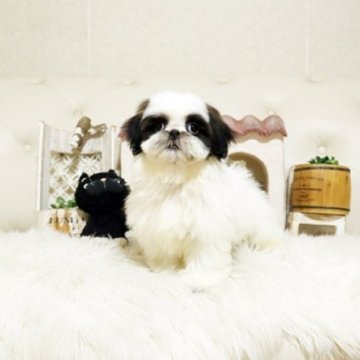 シーズー【佐賀県・女の子・2025年8月25日・ホワイト&ブラック】の写真「可愛いシーズーちゃん♪」