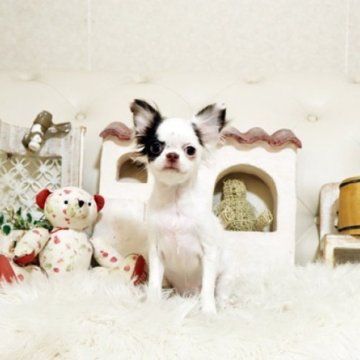 チワワ(ロング)【佐賀県・女の子・2025年8月15日・チョコレート&ホワイト】の写真「可愛いチワワちゃん♪」