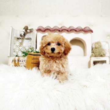 トイプードル(トイ)【佐賀県・男の子・2025年6月23日・レッド】の写真「可愛いプーちゃん♪」