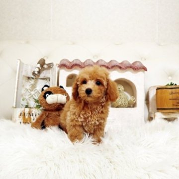 トイプードル(トイ)【佐賀県・男の子・2025年6月23日・レッド】の写真「可愛いプーちゃん♪」